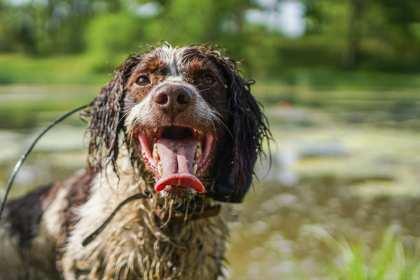 K9 Summer School - Western Hunter Magazine