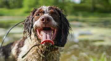 K9 Summer School - Western Hunter Magazine
