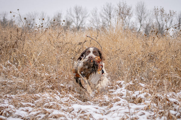 Seasoned Noses Never Fade - Western Hunter Magazine