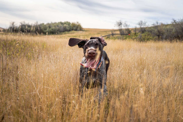 That Dog Will Hunt - Western Hunter Magazine