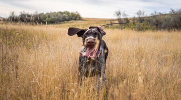 That Dog Will Hunt - Western Hunter Magazine